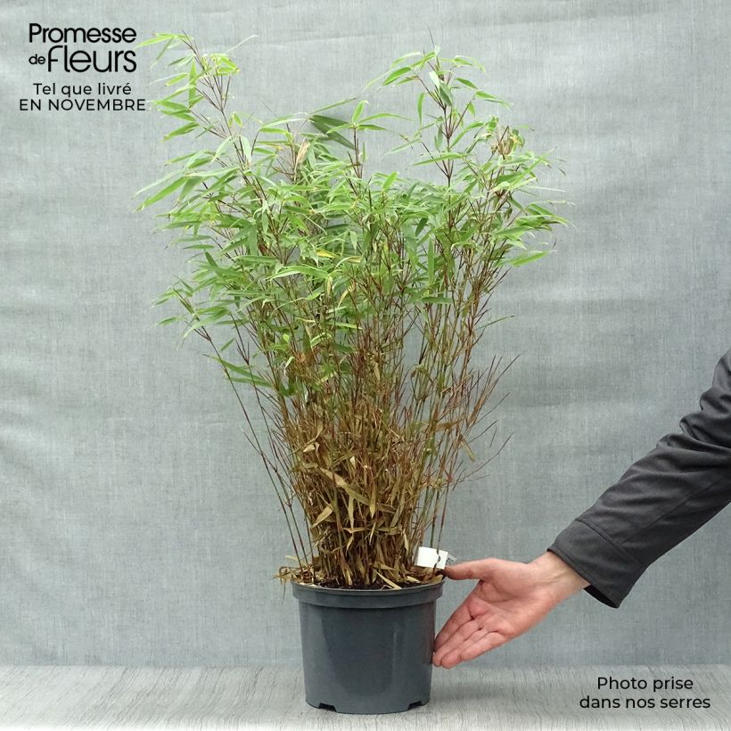 Exemplaar van Fargesia rufa - Bamboe Pot van 4 l/5 l zoals geleverd in de herfst