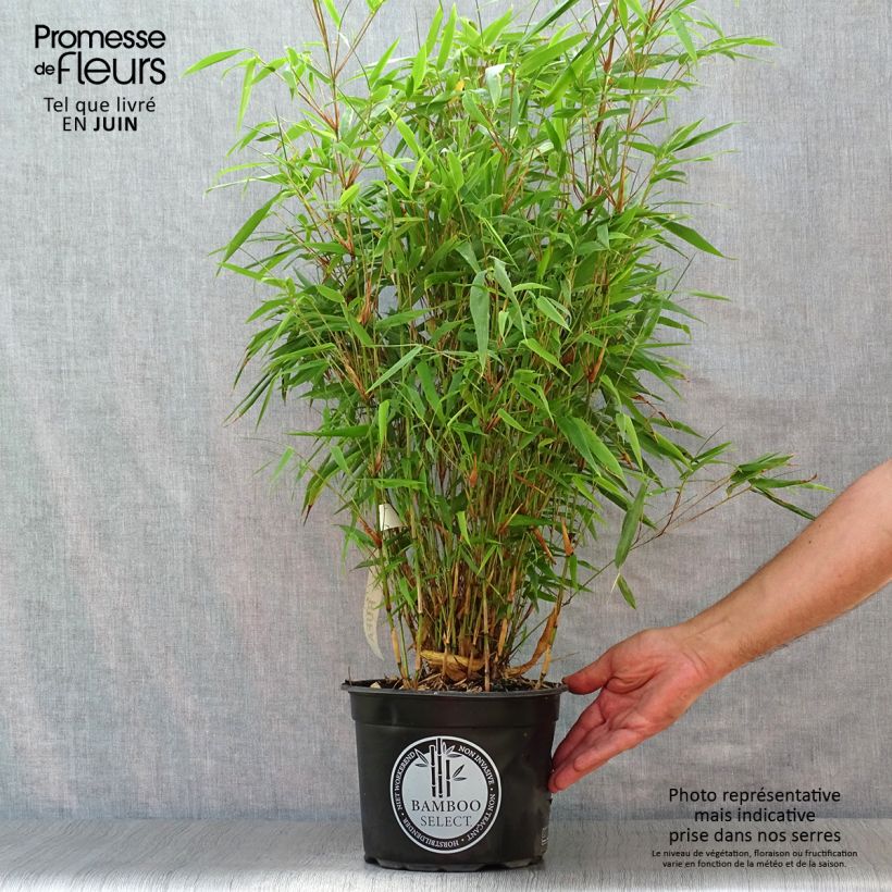 Exemplaar van Fargesia rufa - Bamboe Pot van 4 l/5 l zoals geleverd in de zomer