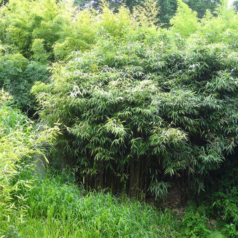 Phyllostachys bissetii - Reuzenbamboe (Plant habit)
