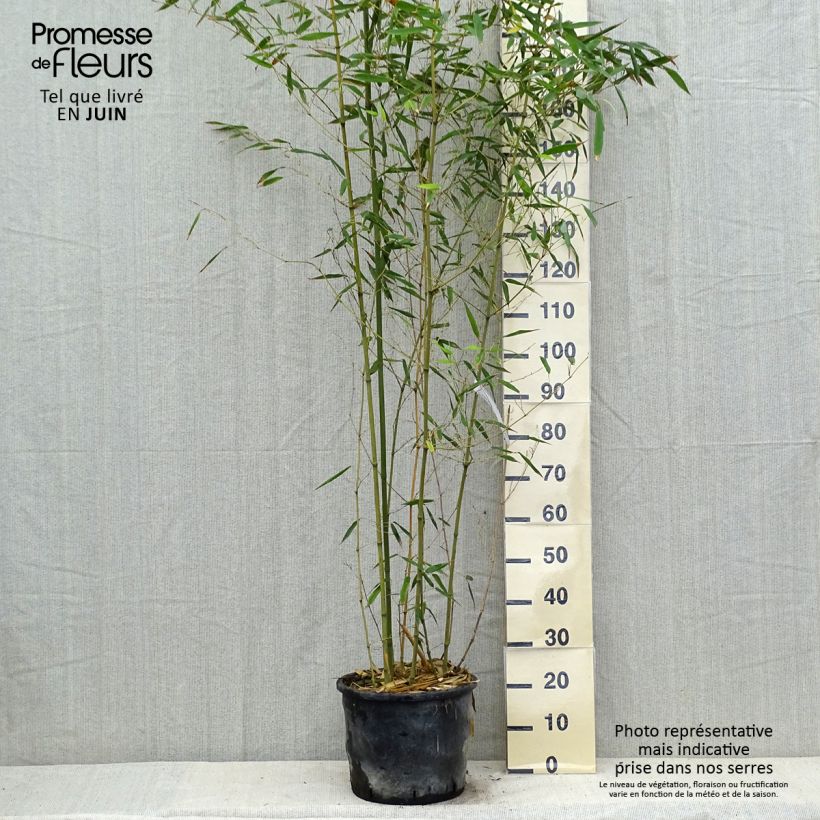 Exemplaar van Phyllostachys bissetii - Reuzenbamboe Pot van 12 l/15 l zoals geleverd in de zomer