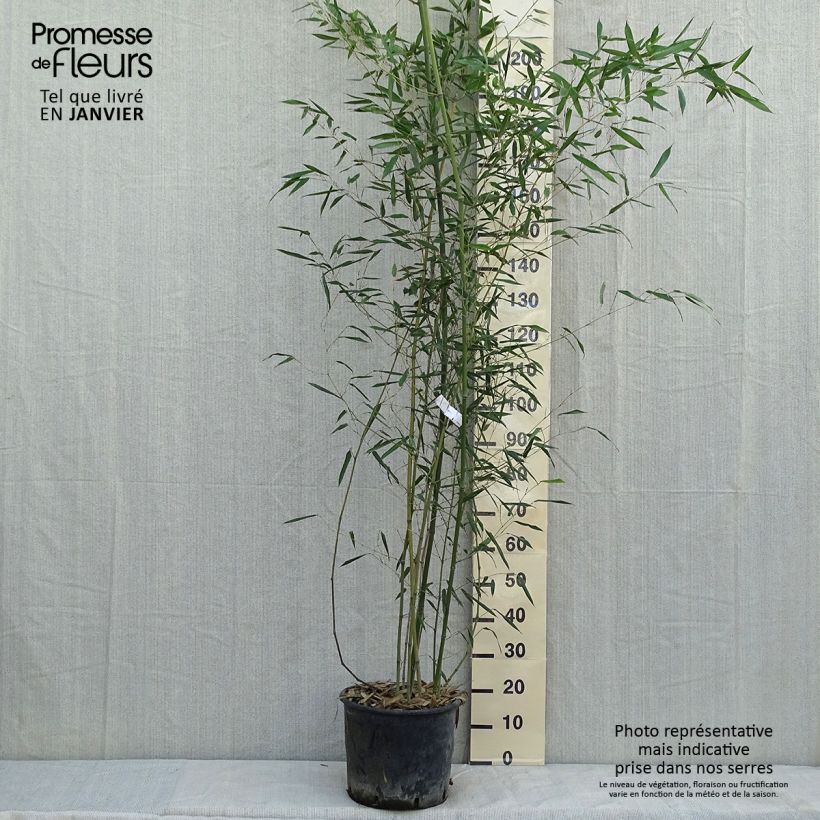 Example of Bambou - Phyllostachys bissetii  Pot van 12 l/15 l as you get in hiver