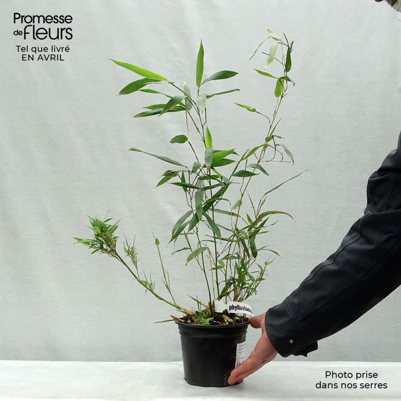 Exemplaar van Phyllostachys bissetii - Reuzenbamboe Pot van 2 l/3 l zoals geleverd in de lente