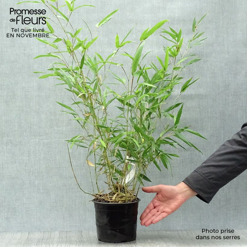 Exemplaar van Phyllostachys bissetii - Reuzenbamboe Pot van 2 l/3 l zoals geleverd in de herfst
