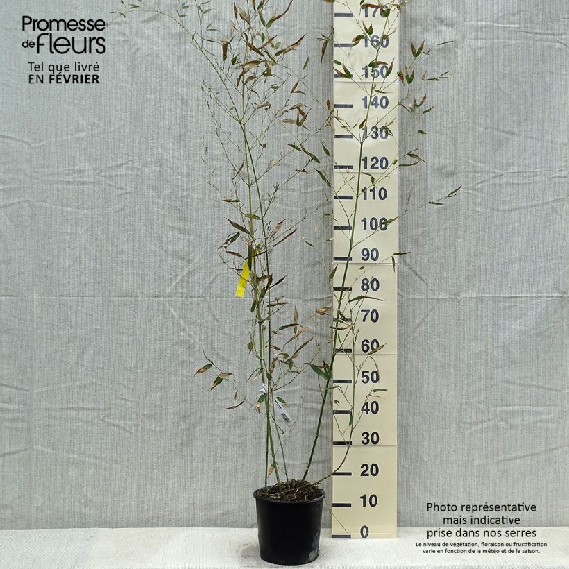 Example of Bambou - Phyllostachys bissetii  Pot van 4 l/5 l as you get in hiver