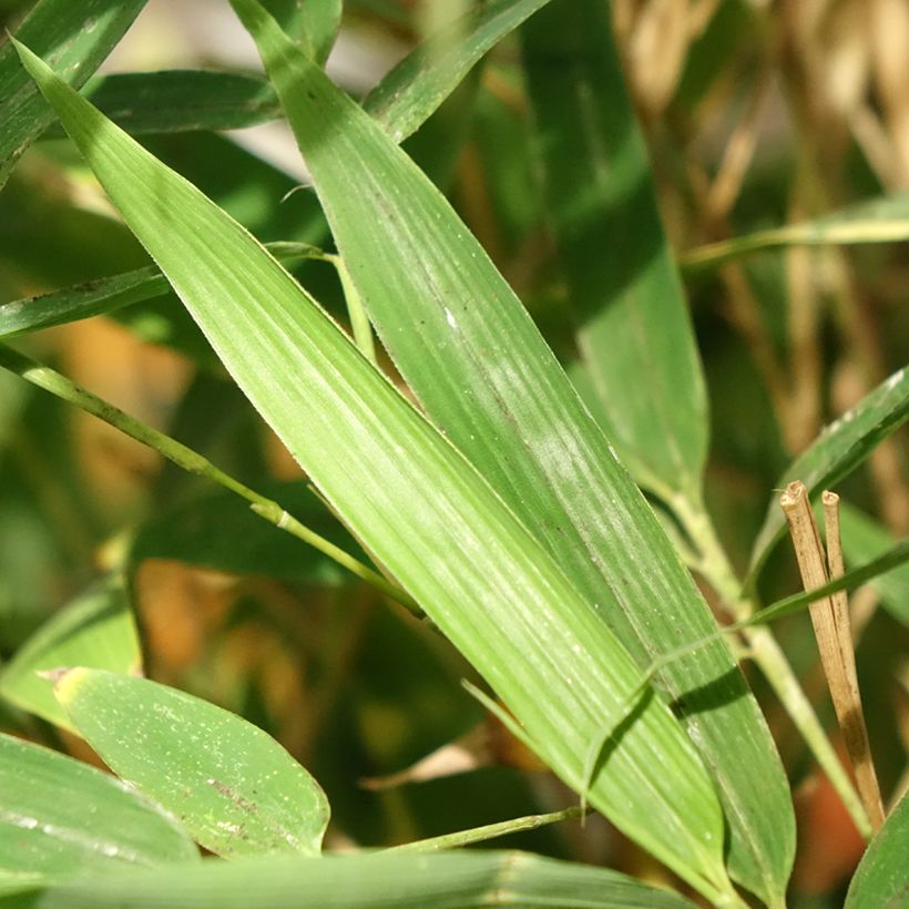 Phyllostachys aurea Koï - Gouden bamboe (Blad)