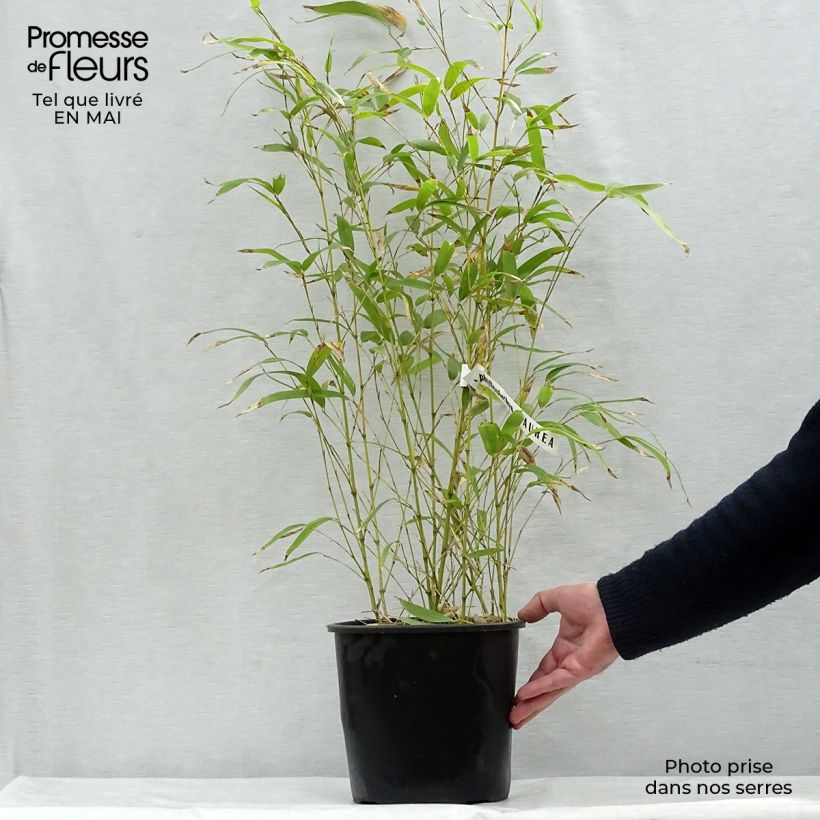 Exemplaar van Phyllostachys aurea - Gouden bamboe Pot van 4 l/5 l zoals geleverd in de lente