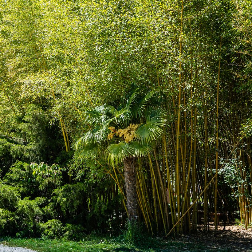 Phyllostachys aureosulcata Aureocaulis - Gele bamboe (Groeiplaats)