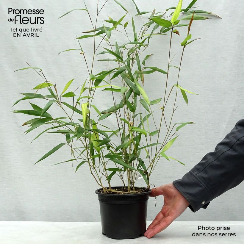 Exemplaar van Phyllostachys aureosulcata Aureocaulis - Gele bamboe Pot van 2 l/3 l zoals geleverd in de lente