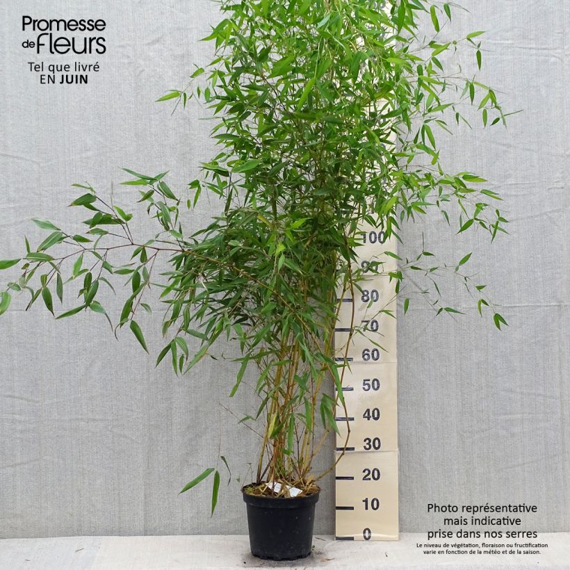 Exemplaar van Phyllostachys aureosulcata Aureocaulis - Gele bamboe Pot van 4 l/5 l zoals geleverd in de zomer