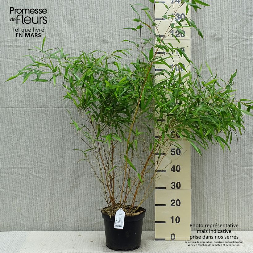 Exemplaar van Phyllostachys aureosulcata Aureocaulis - Gele bamboe Pot van 4 l/5 l zoals geleverd in de lente