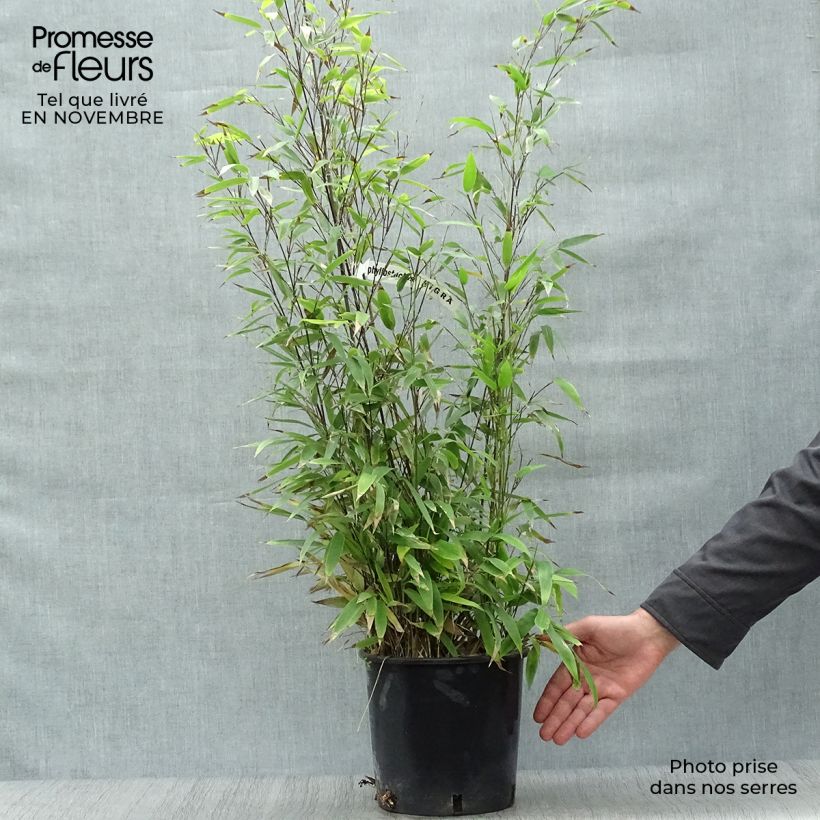 Exemplaar van Phyllostachys nigra - Zwarte bamboe Pot van 4 l/5 l zoals geleverd in de herfst