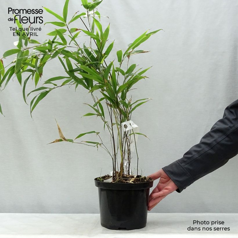 Exemplaar van Phyllostachys nigra - Zwarte bamboe Pot van 4 l/5 l zoals geleverd in de lente