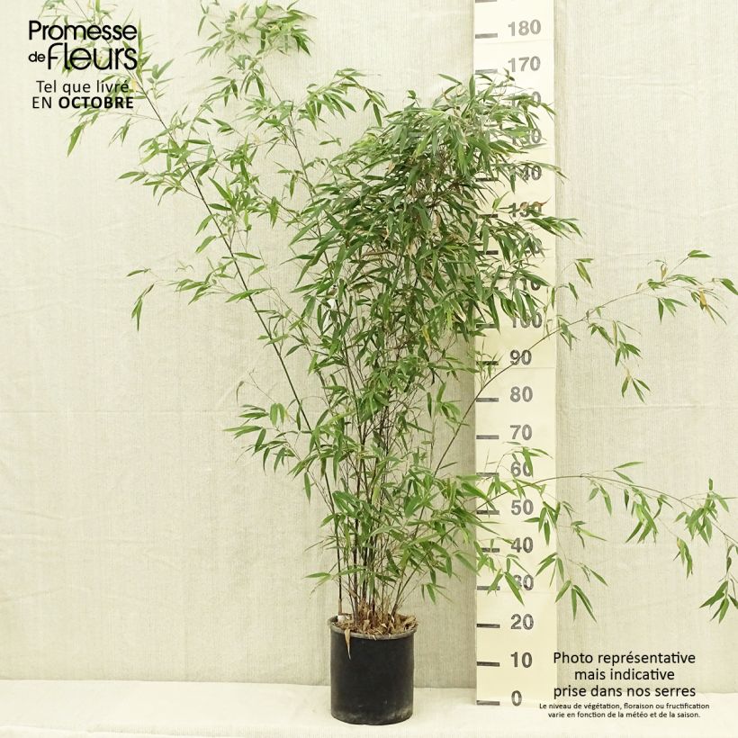 Exemplaar van Phyllostachys nigra - Zwarte bamboe Pot van 7,5 l/10 l zoals geleverd in de zomer