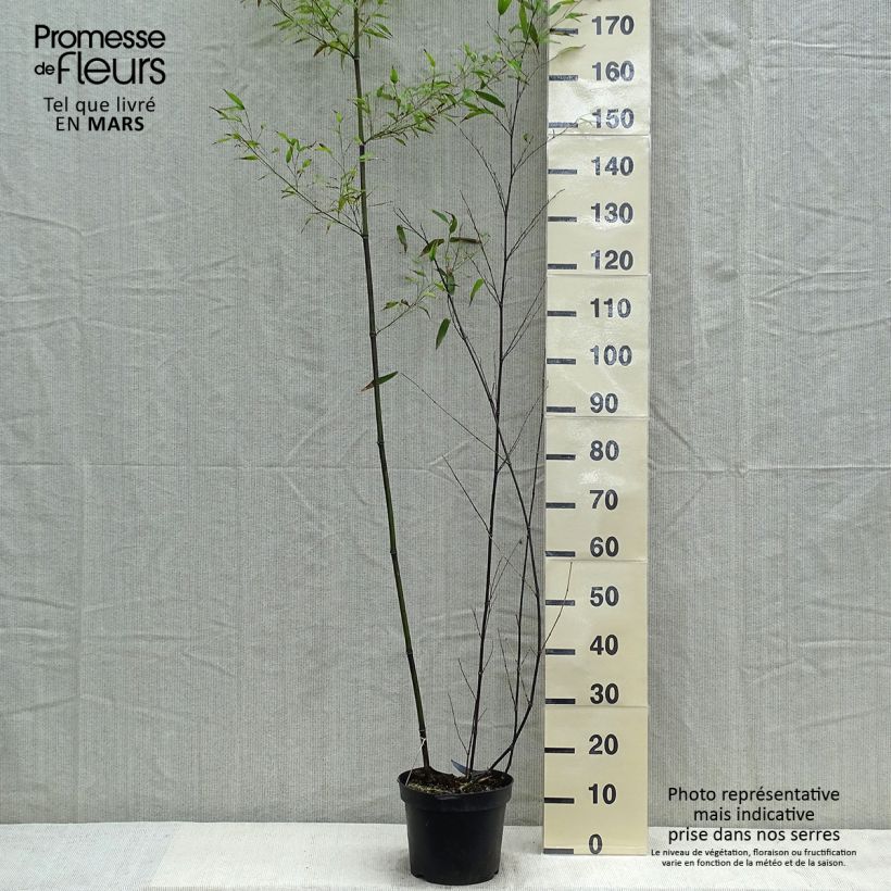 Exemplaar van Phyllostachys nigra - Zwarte bamboe Pot van 7,5 l/10 l zoals geleverd in de lente