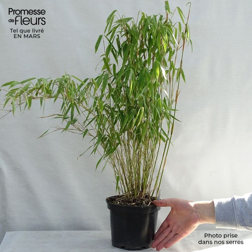 Exemplaar van Fargesia murielae Bimbo - Niet-woekerende bamboe Pot van 2 l/3 l zoals geleverd in de lente
