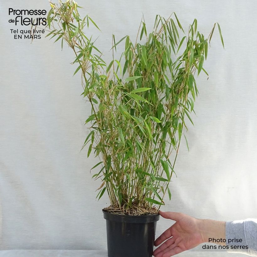 Example of Bambou non traçant - Fargesia murielae Jumbo Pot van 2 l/3 l as you get in printemps