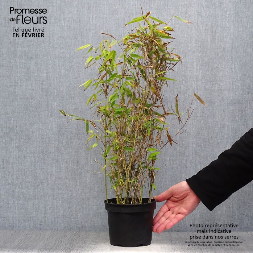 Example of Fargesia murielae Simba - Bambou non traçant Pot van 2 l/3 l as you get in hiver