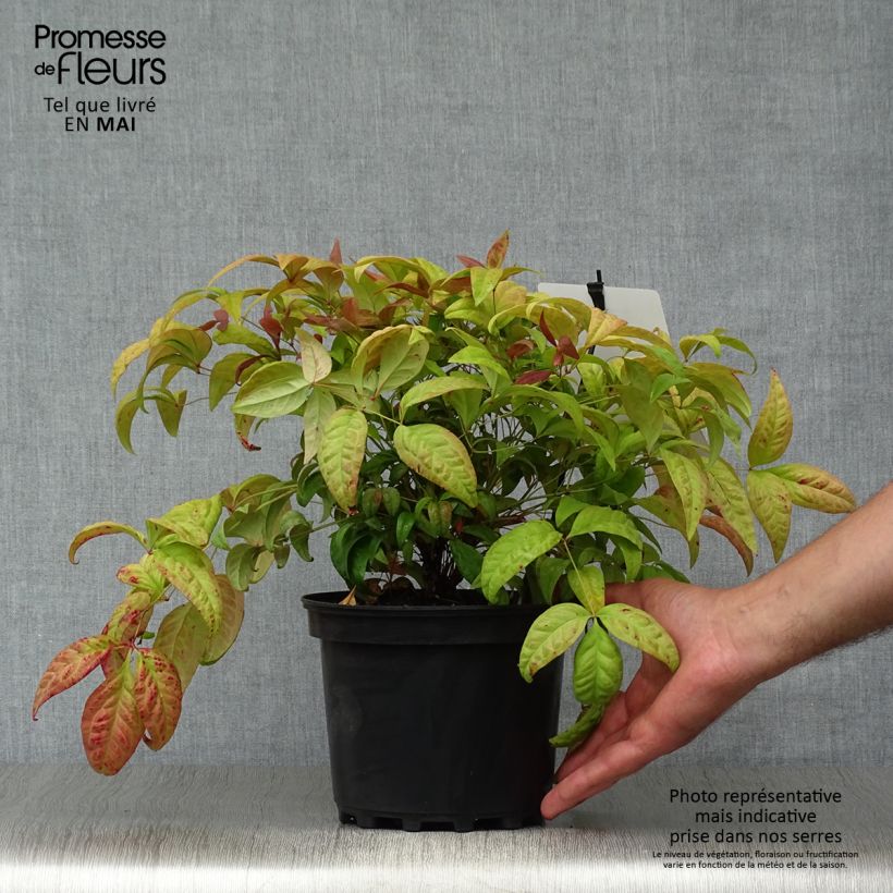 Exemplaar van Nandina domestica Blush Pink - Hemelse bamboe Pot van 2 l/3 l zoals geleverd in de lente