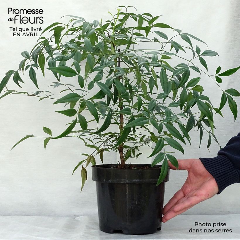 Exemplaar van Nandina domestica Brightlight - Hemelse bamboe Pot van 3 l/4 l zoals geleverd in de lente