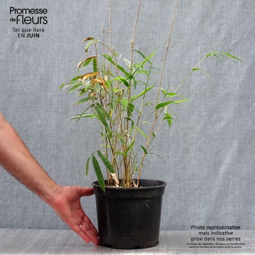 Exemplaar van Bambusa multiplex Alphonse Karr - Bamboe Pot van 4 l/5 l zoals geleverd in de zomer