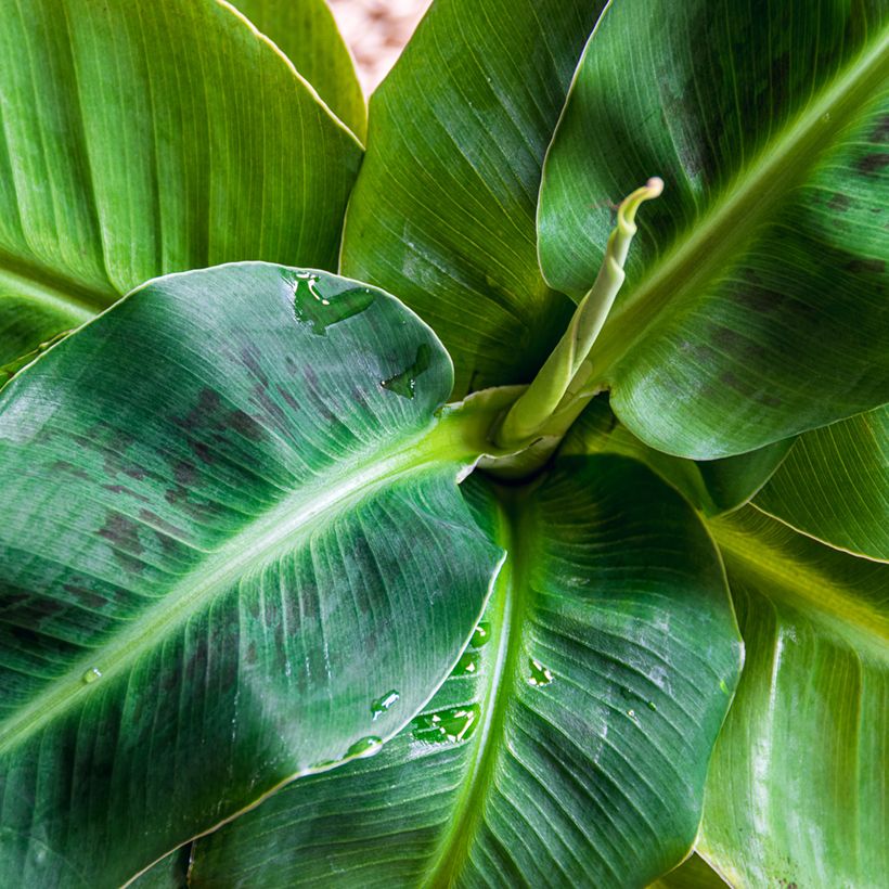 Musa acuminata Dwarf Cavendish - Bananenplant (Blad)
