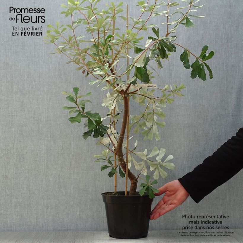 Example of Banksia integrifolia - Banksia côtier Pot van 3 l/4 l as you get in hiver