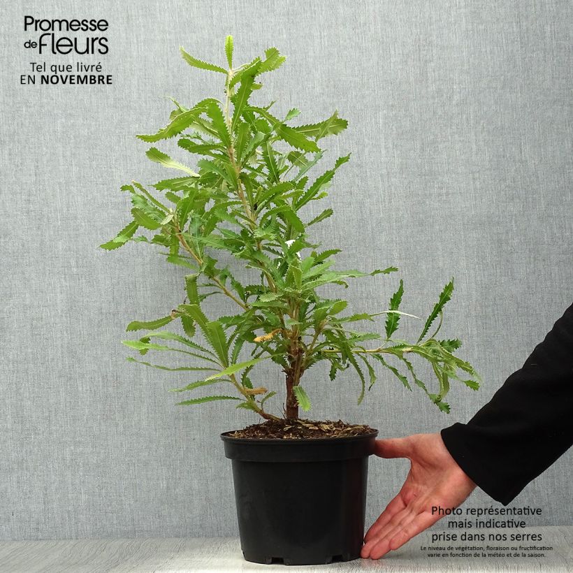 Exemplaar van Banksia serrata Pot van 4 l/5 l zoals geleverd in de herfst