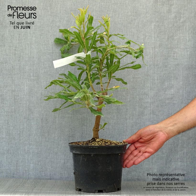 Exemplaar van Banksia serrata Pot van 4 l/5 l zoals geleverd in de zomer