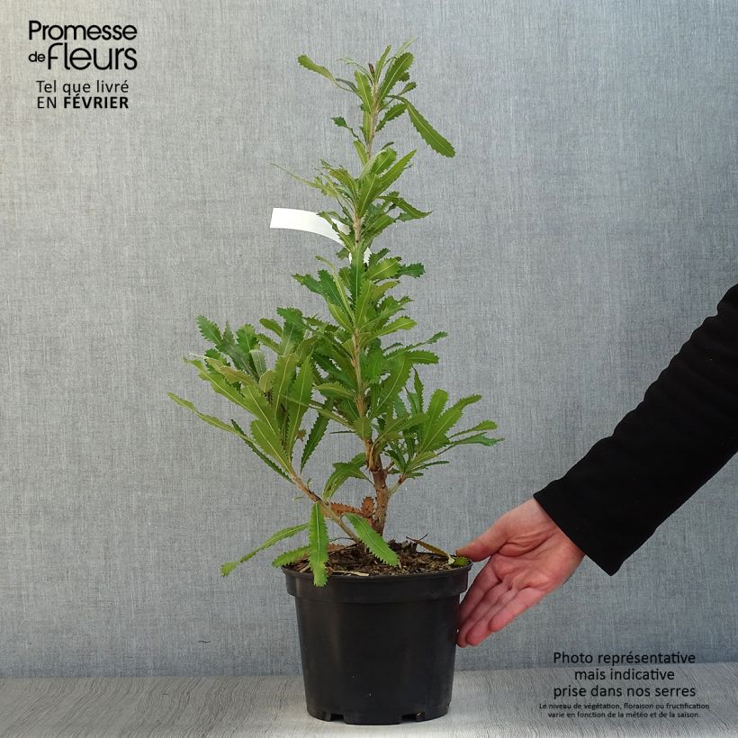 Example of Banksia serrata Pot van 4 l/5 l as you get in hiver