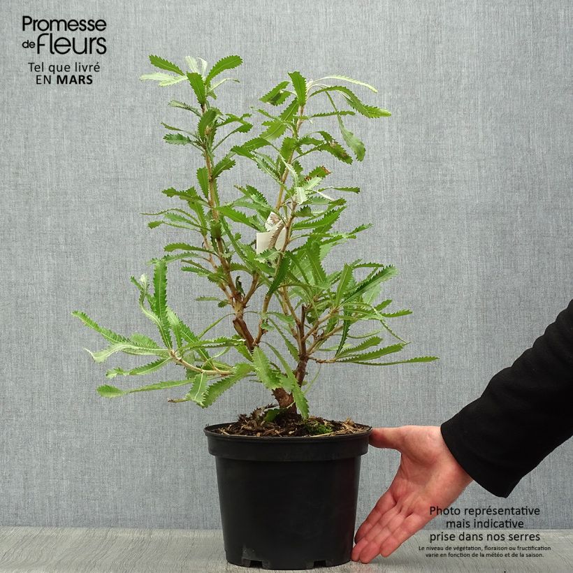 Exemplaar van Banksia serrata Pot van 4 l/5 l zoals geleverd in de lente