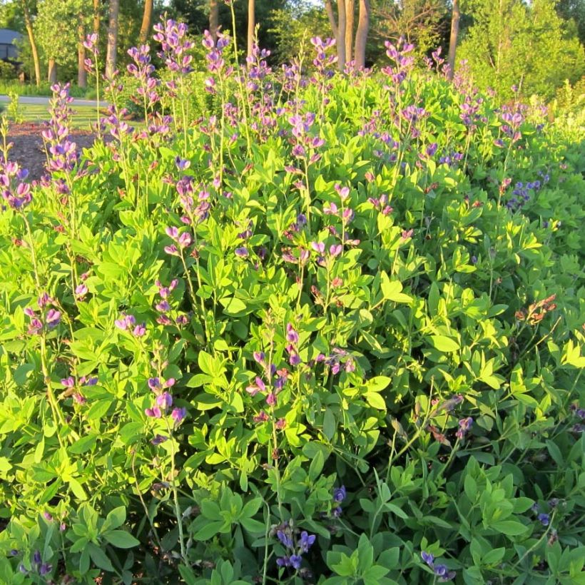 Baptisia Decadence Blueberry Sundae - Blauwe valse indigo (Plant habit)
