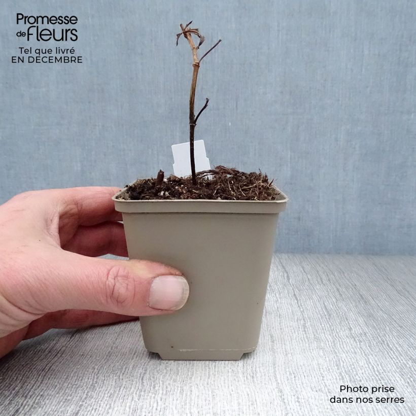 Example of Baptisia Blueberry Sundae - Faux-indigo Kweekpotje van 8/9 cm as you get in hiver