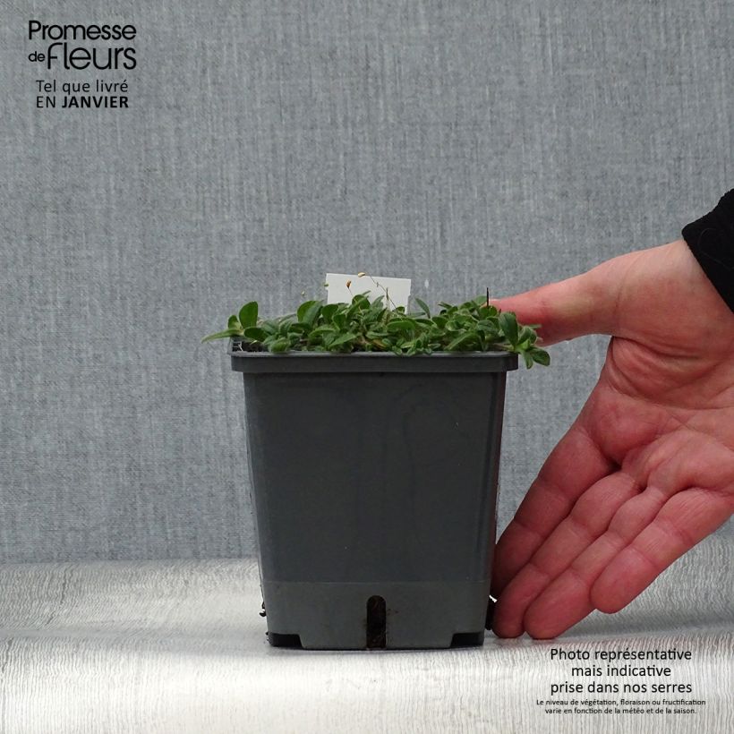 Example of Baptisia Blueberry Sundae - Faux-indigo Pot van 1 l/1,5 l as you get in hiver