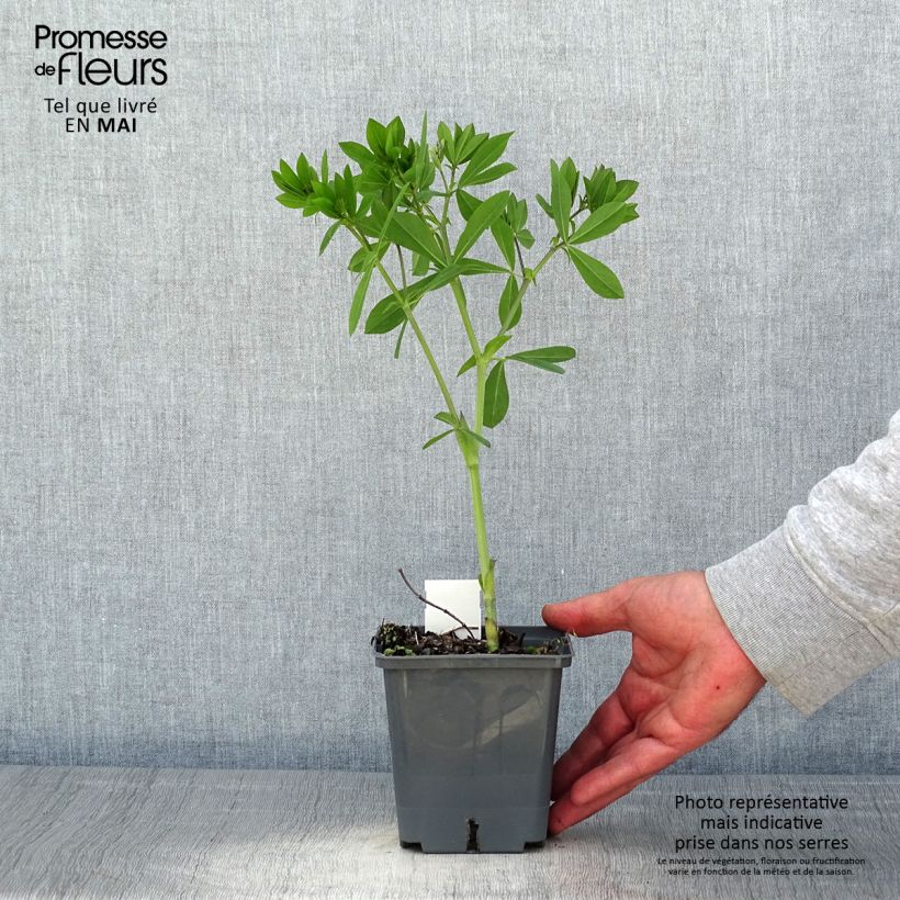 Exemplaar van Baptisia Decadence Blueberry Sundae - Blauwe valse indigo Pot van 1 l/1,5 l zoals geleverd in de lente