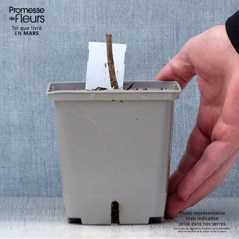 Exemplaar van Baptisia Brownie Points - Blauwe valse indigo Pot van 1 l/1,5 l zoals geleverd in de lente