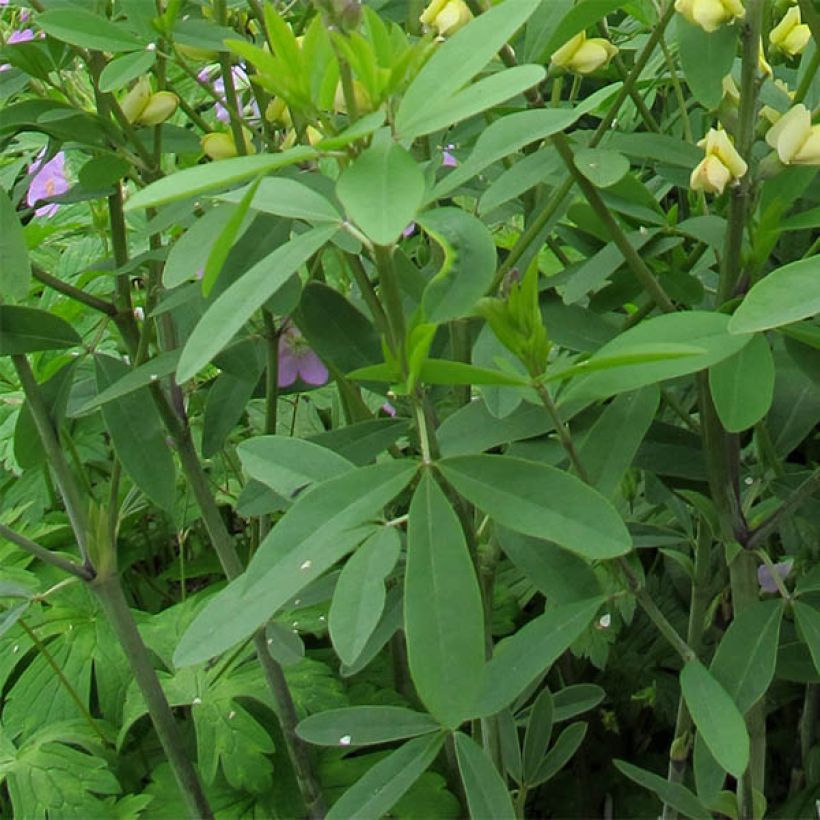 Baptisia Carolina Moonlight - Valse indigo (Blad)