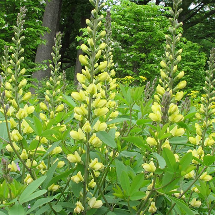 Baptisia Carolina Moonlight - Valse indigo (Bloei)