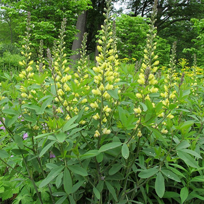 Baptisia Carolina Moonlight - Valse indigo (Groeiplaats)