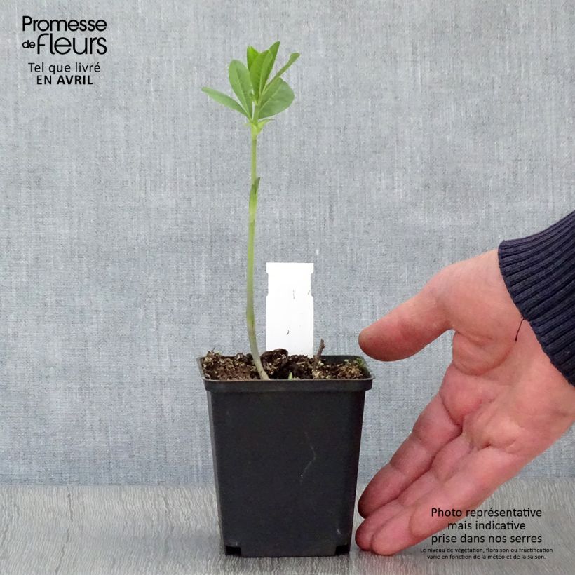 Exemplaar van Baptisia Carolina Moonlight - Valse indigo Kweekpotje van 8/9 cm zoals geleverd in de lente