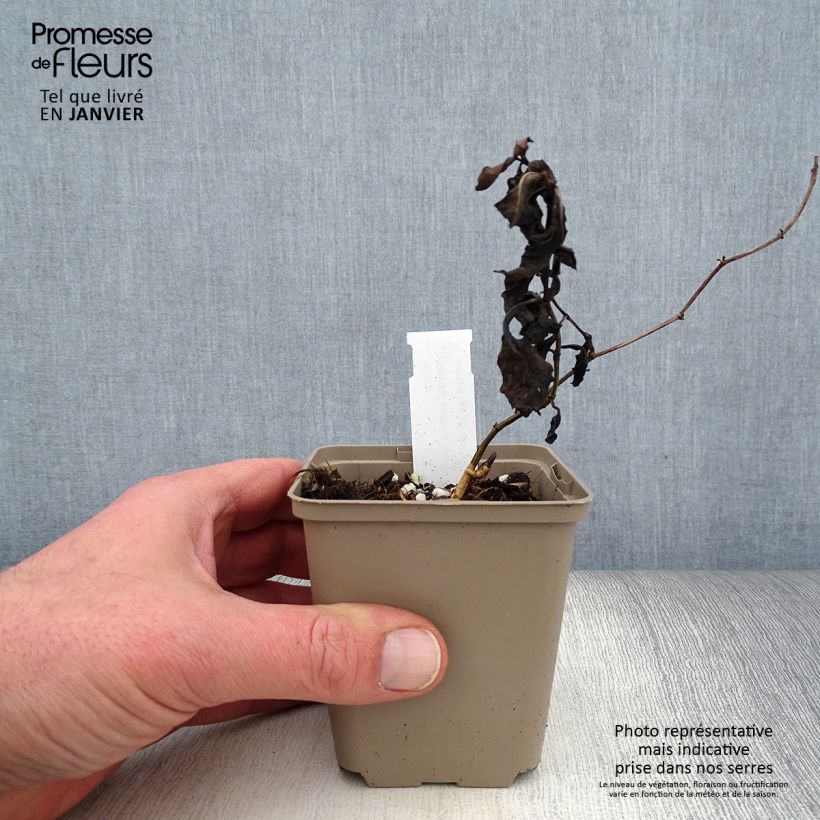 Example of Baptisia Caspian Blue - Lupin indigo Kweekpotje van 8/9 cm as you get in hiver