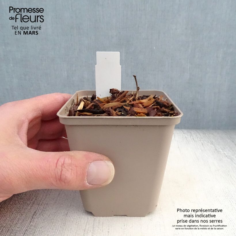 Exemplaar van Baptisia Cherries Jubilee - Blauwe valse indigo Kweekpotje van 8/9 cm zoals geleverd in de lente