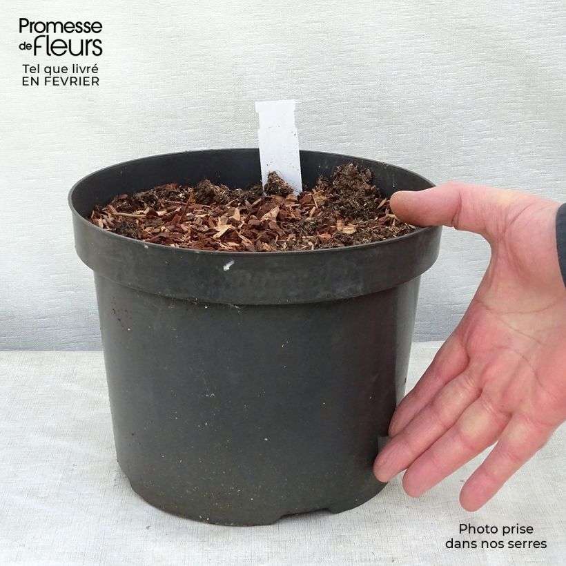 Example of Baptisia Cherries Jubilee  - Lupin indigo Pot van 4 l/5 l as you get in hiver