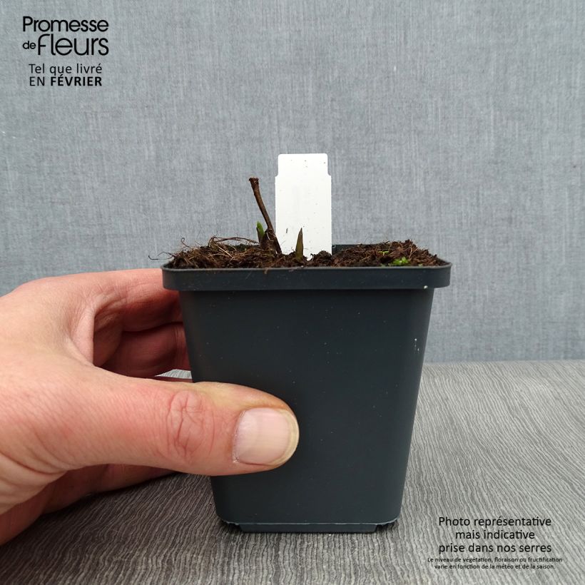 Example of Baptisia Decadence Dark Chocolate - Blauwe valse indigo Kweekpotje van 8/9 cm as you get in hiver