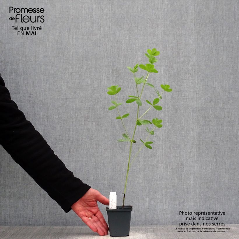 Exemplaar van Baptisia Decadence Dark Chocolate - Blauwe valse indigo Kweekpotje van 8/9 cm zoals geleverd in de lente