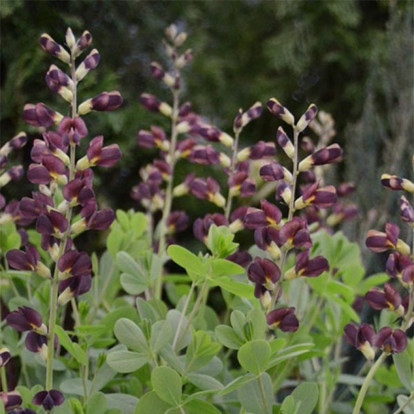 Baptisia Decadence Dutch Chocolate - Blauwe valse indigo (Flowering)