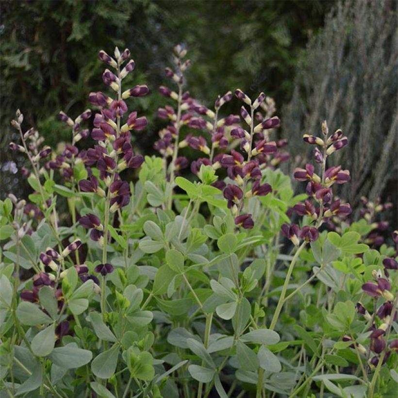 Baptisia Decadence Dutch Chocolate - Blauwe valse indigo (Plant habit)