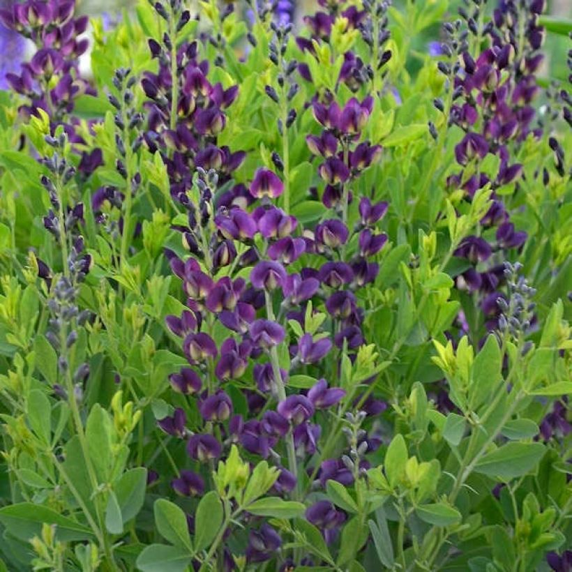 Baptisia Grape Taffy - Blauwe valse indigo (Bloei)