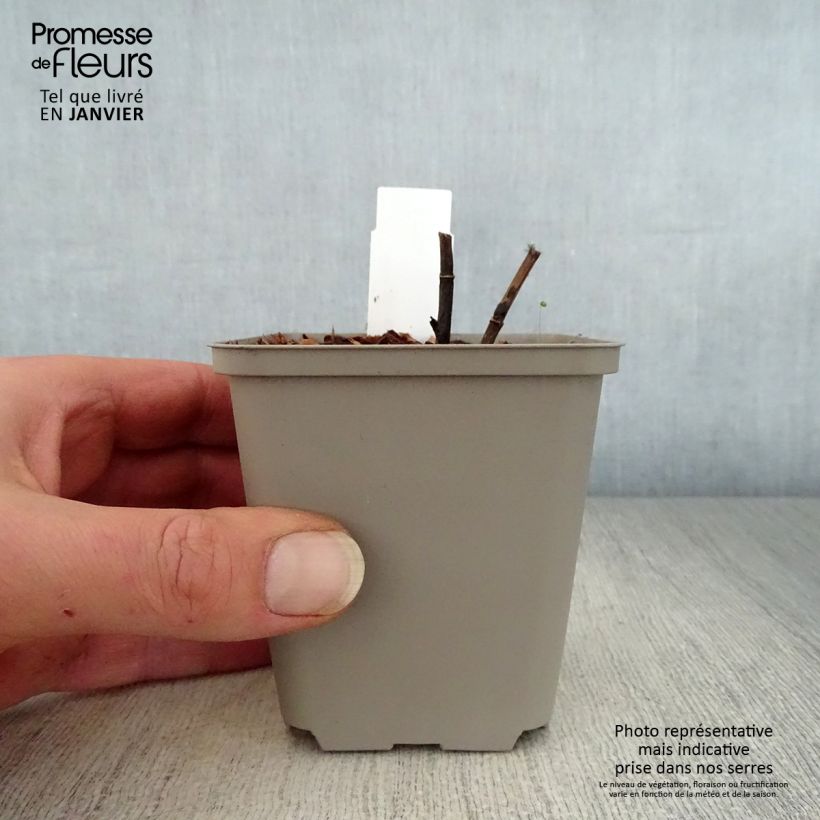 Example of Baptisia Indigo Spires - Blauwe valse indigo Kweekpotje van 8/9 cm as you get in hiver