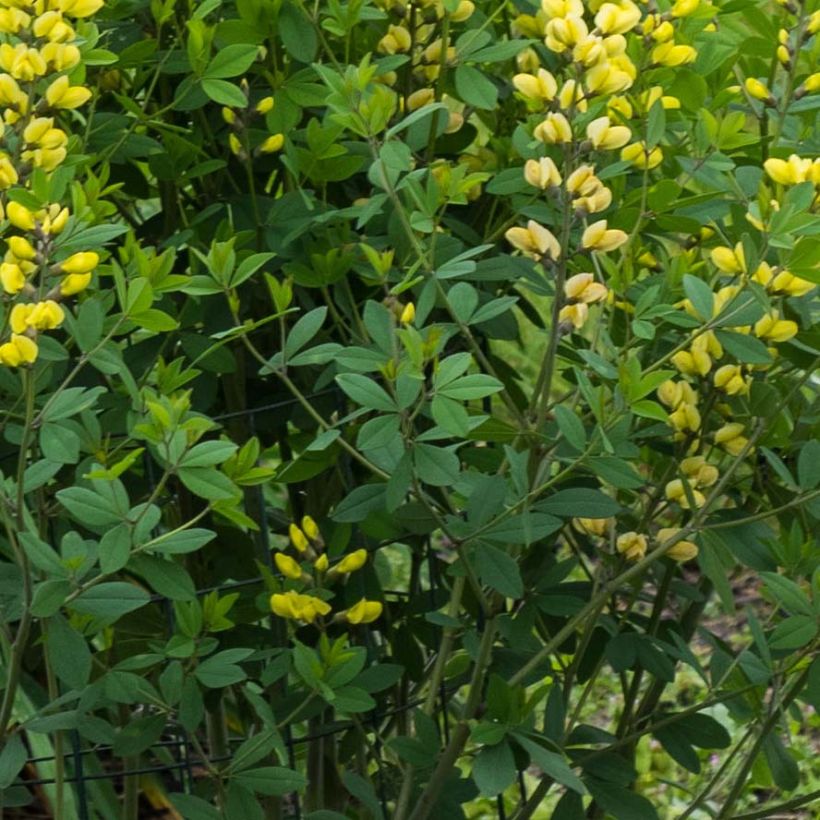 Baptisia Decadence Lemon Meringue - Blauwe valse indigo (Foliage)