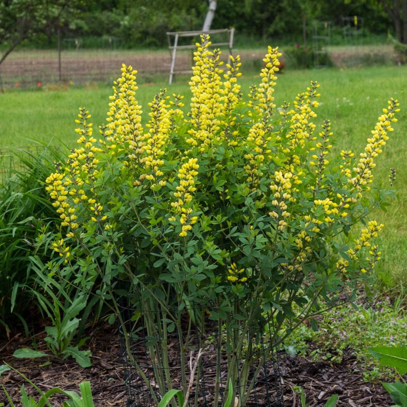 Baptisia Decadence Lemon Meringue - Blauwe valse indigo (Plant habit)